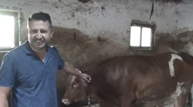 Ay Yıldız'lı Kurbanlık Görenleri Hayrete Düşürüyor