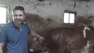 Ay Yıldız'lı Kurbanlık Görenleri Hayrete Düşürüyor