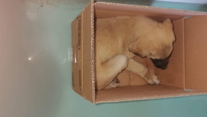 AYAĞI KIRILAN KÖPEĞE YUNAK BELEDİYESİ SAHİP ÇIKTI