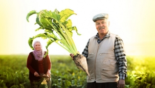 ŞEKER PANCARI, TON BAŞINA: 420 LİRA