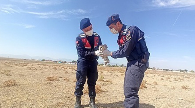 TUZLUKÇU JANDARMA, YARALI BAYKUŞU TEDAVİ ETTİRDİ