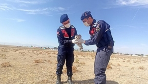 TUZLUKÇU JANDARMA, YARALI BAYKUŞU TEDAVİ ETTİRDİ
