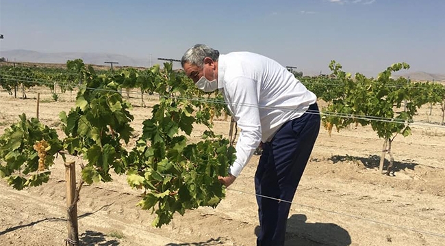 "TUZLUKÇU'NUN ÜZÜMÜ, ve PEKMEZİ DİLLERE DESTAN