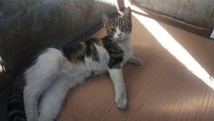 Akşehir Belediyesi Yaralı Kediye Sahip Çıktı