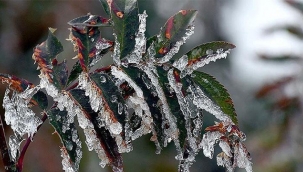 AKŞEHİR İLÇE TARIM MÜDÜRLÜĞÜ'NDEN ZiRAi DON UYARISI