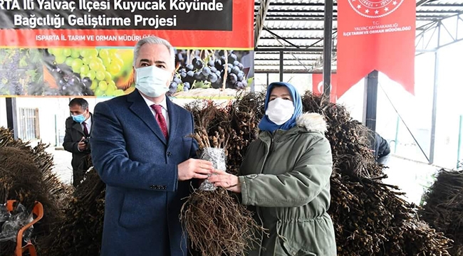 50 BİN ÜZÜM FİDANI DAĞITILDI