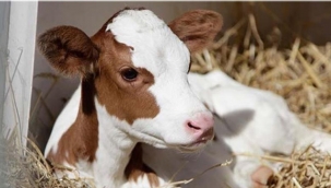 "BUZAĞI DESTEKLEME BAŞVURULARI BAŞLADI"