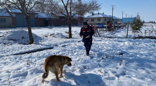 TUZLUKÇU JANDARMA ve EMNİYET SOKAK HAYVANLARINA EL UZATTI