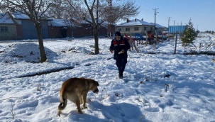TUZLUKÇU JANDARMA ve EMNİYET SOKAK HAYVANLARINA EL UZATTI