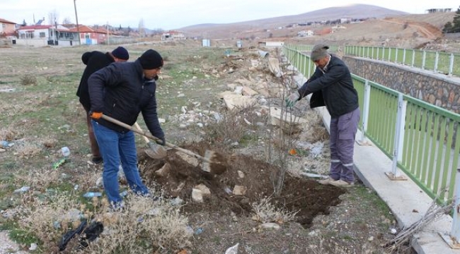 YUNAK, IHLAMUR KOKACAK