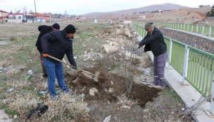 YUNAK, IHLAMUR KOKACAK