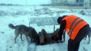 Hayvanlar İçin Mama ve Yemleme Çalışmaları Sürüyor