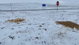 YUNAK KAYMAKAMLIĞI SOKAK HAYVANLARINI UNUTMADI