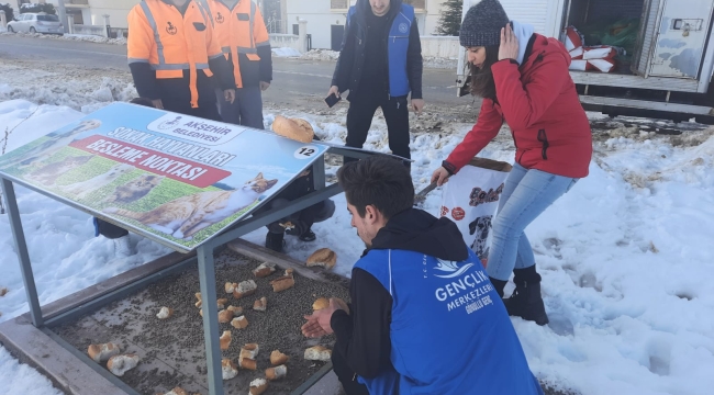 Sahipsiz Sokak Hayvanları Beslenmeye Devam Ediyor