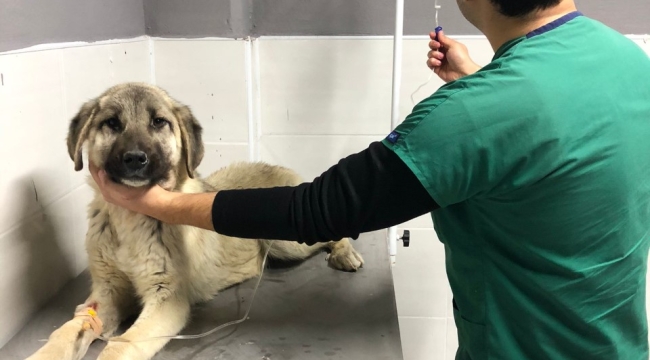 Akşehir Belediyesi'nden Hasta Sokak Köpeğine Tedavi