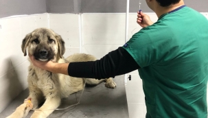 Akşehir Belediyesi'nden Hasta Sokak Köpeğine Tedavi