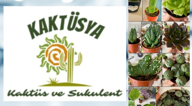 E- TİCARETİN YENİ ADI : KAKTÜSYA
