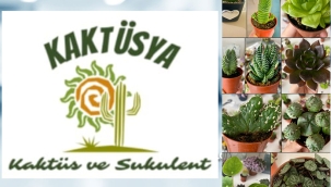 E- TİCARETİN YENİ ADI : KAKTÜSYA