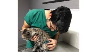 Sokak Kedisinin Sezaryen ile Hayatı Kurtarıldı