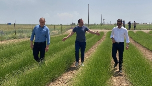 TUZLUKÇU KAYMAKAMI BERTAN LAVANTA BAHÇESİNİ GEZDİ. 