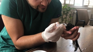 Yaralı Ebabil Kuşu Belediye Veterinerince Tedavi Altına Alındı 