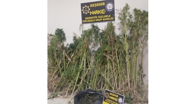 ALANYURT MAHALESİNDE 285 KÖK KENEVİR YAKALANDI 
