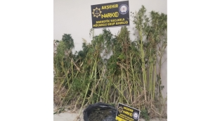 ALANYURT MAHALESİNDE 285 KÖK KENEVİR YAKALANDI 