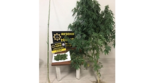 BAHÇEDE YETİŞTİRİLEN KENEVİR GÖZDEN KAÇMADI 