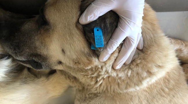Akşehir'de 872 Sahipsiz Sokak Köpeği Daha Kısırlaştırılıp Küpelenip Aşıları Tamamlandı 