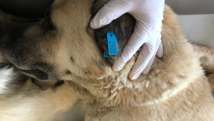 Akşehir'de 872 Sahipsiz Sokak Köpeği Daha Kısırlaştırılıp Küpelenip Aşıları Tamamlandı 