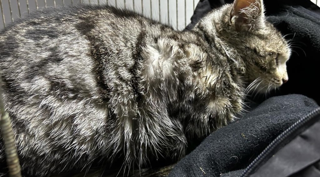 Hasta Kedi Akşehir Belediyesi Tarafından İyileştirildi 