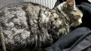 Hasta Kedi Akşehir Belediyesi Tarafından İyileştirildi 