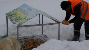 AKŞEHİR BELEDİYESİ SOKAK HAYVANLARINA SAHİP ÇIKIYOR 