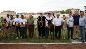 Eşekler Birinci Olmak İçin Yarıştı 