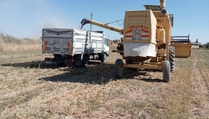 BELEDİYE ELİ İLE İLK HASAT!