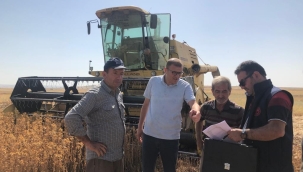 AKŞEHİR'DE ASPİR HASADI BAŞLADI 