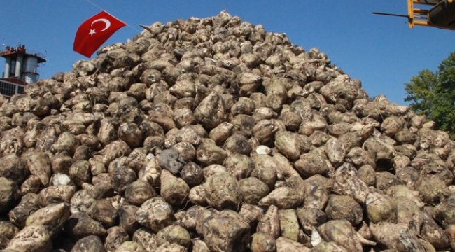 Şeker pancarı alım fiyatı ton başına 1855 lira 