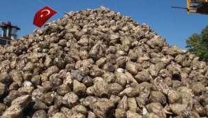 Şeker pancarı alım fiyatı ton başına 1855 lira 