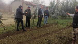 AKŞEHİR'DE SAHLEP YETİŞTİRİCİLİĞİ 