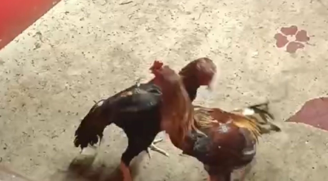 Horoz dövüşüne polis baskını 