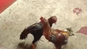 Horoz dövüşüne polis baskını 