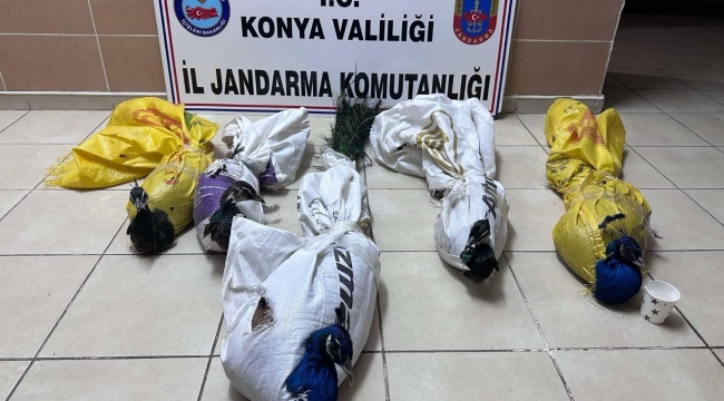 Jandarma'nın durdurduğu yolcu otobüsünde 5 tavus kuşu ele geçirildi 