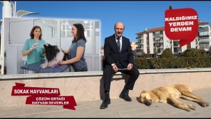 SOKAK HAYVANLARI SORUNUNA 2 AY İÇİNDE KESİN ÇÖZÜM 