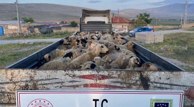Konya'da 143 koyun çalan Suriyeli çoban tutuklandı 
