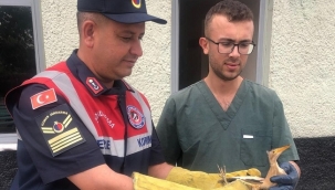 Jandarma'nın bulduğu yaralı balaban kuşu tedavi altına alındı 