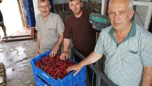 KİRAZ ÜRETİCİ FİYATTAN MEMNUN DEĞİL