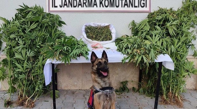 Jandarma'dan uyuşturucu operasyonu