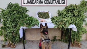 Jandarma'dan uyuşturucu operasyonu 
