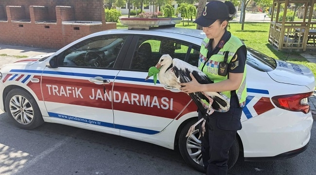 Konya'da yaralı leylek jandarma tarafından koruma altına alındı 