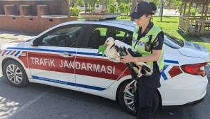 Konya'da yaralı leylek jandarma tarafından koruma altına alındı 